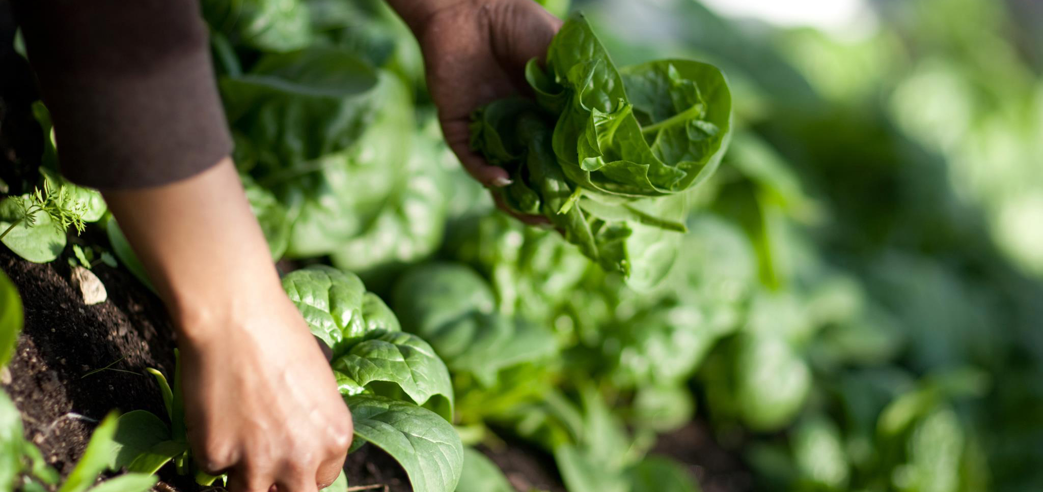 Honore Street Urban Farm